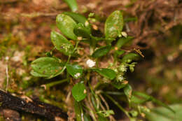 Image de Platystele microtatantha (Schltr.) Garay