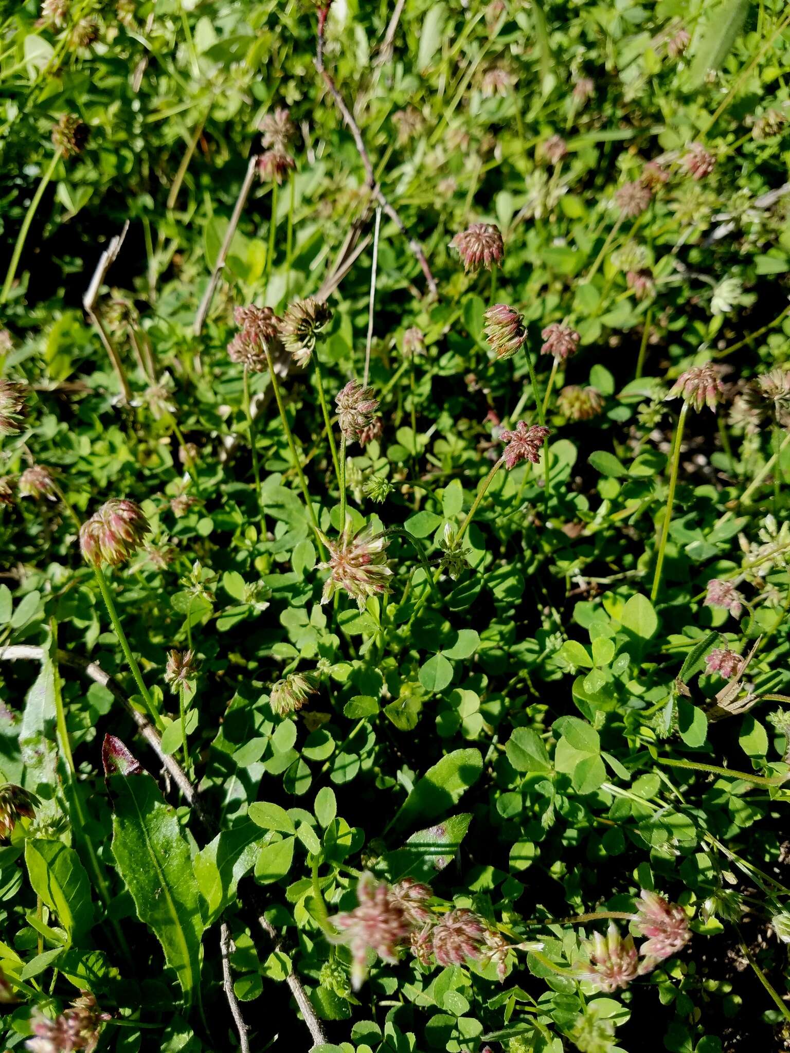 Image of Carolina clover