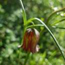 Image of Fritillaria messanensis subsp. messanensis