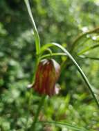 Image of Fritillaria messanensis subsp. messanensis