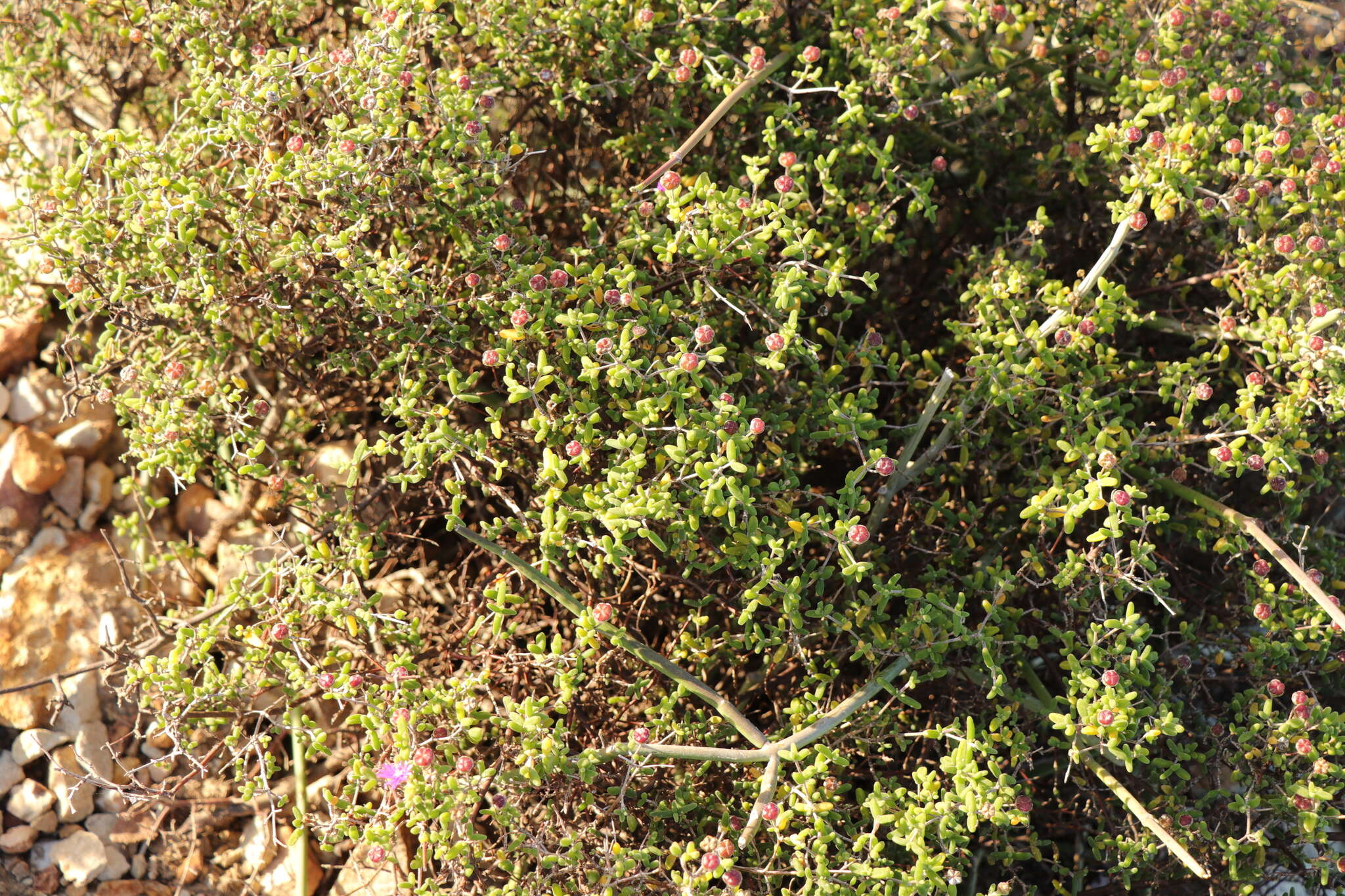 Image of Drosanthemum autumnale L. Bol.