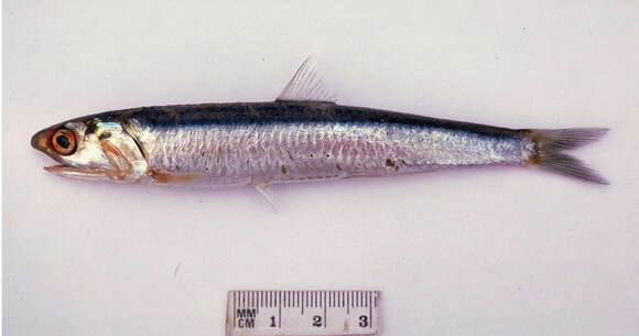 Image of Australian anchovy