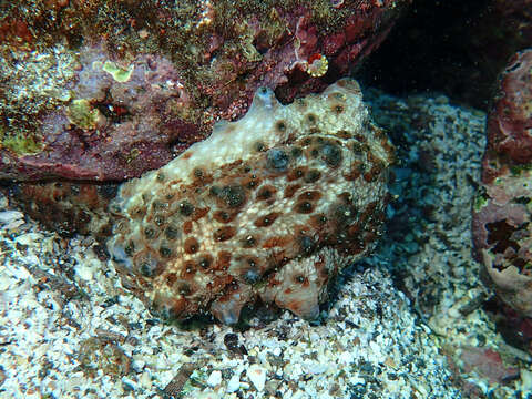 Image of Galapagos Reef Octopus