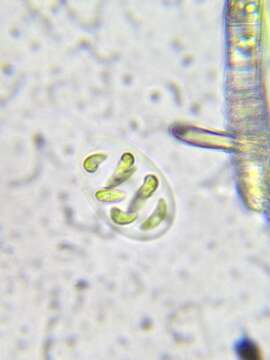 Image de Nephrocytium lunatum