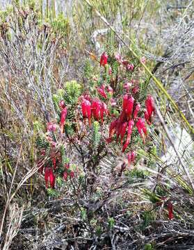 Image of <i>Erica monadelphia</i>