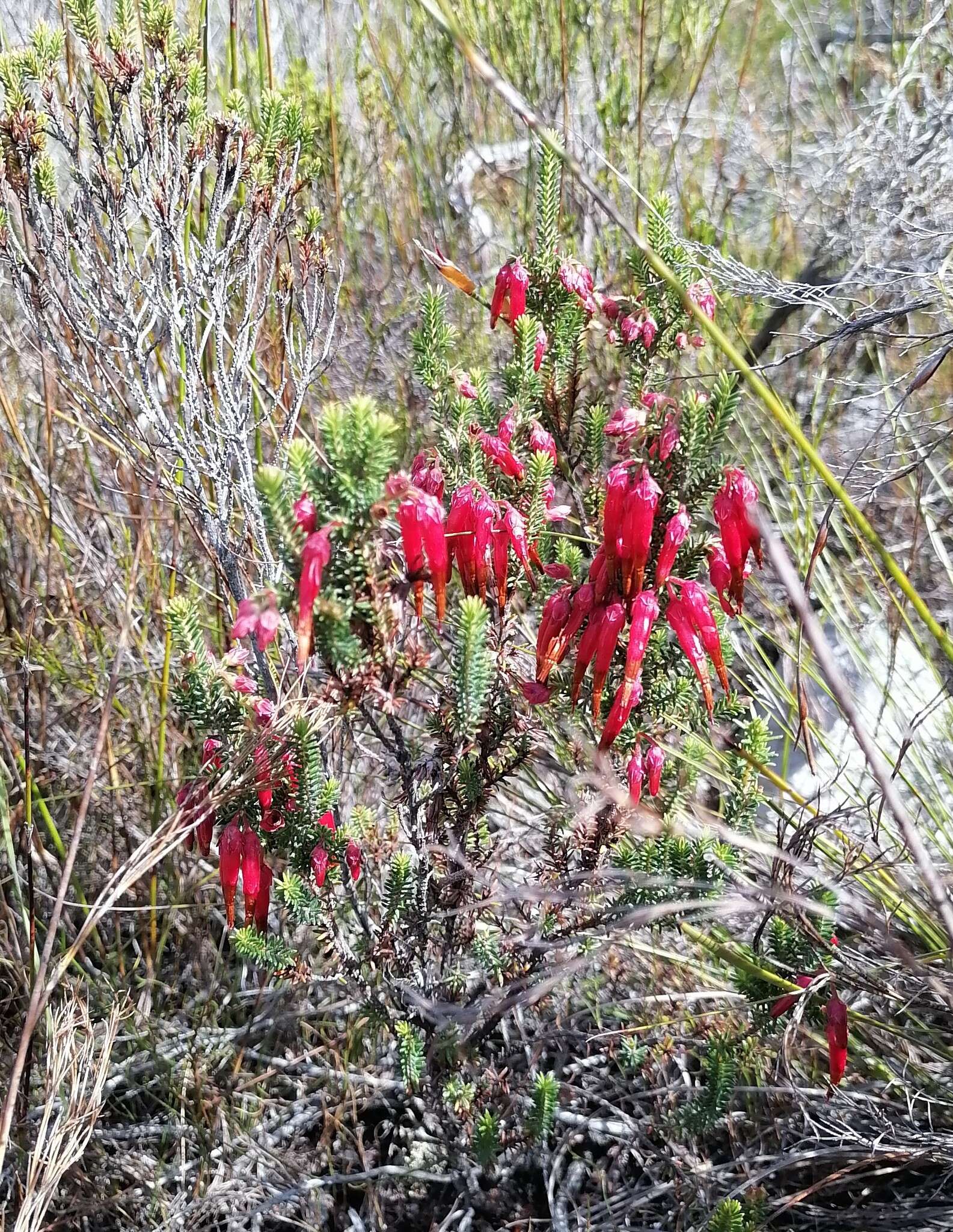 Image of <i>Erica monadelphia</i>