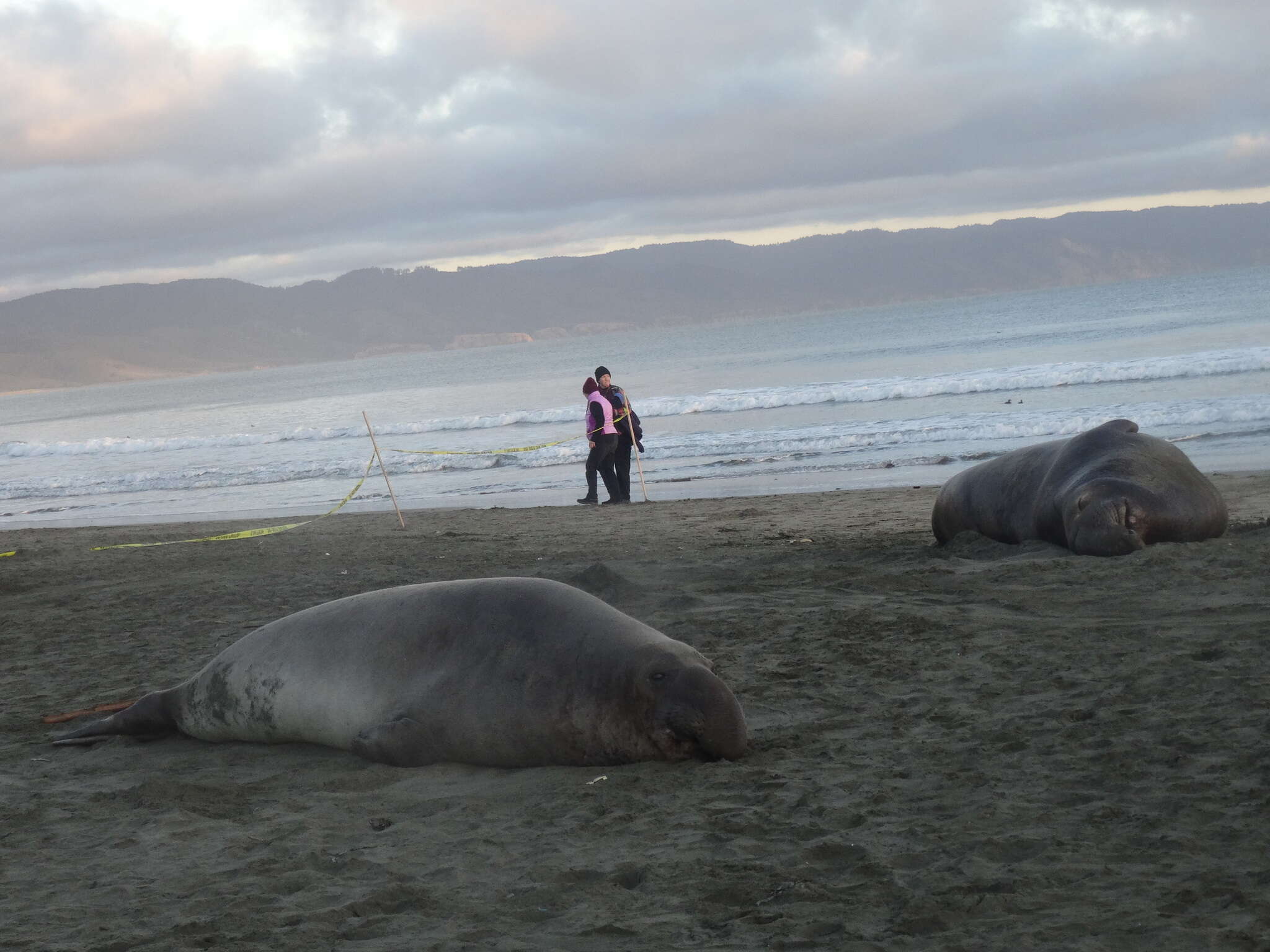 Image of elephant seal