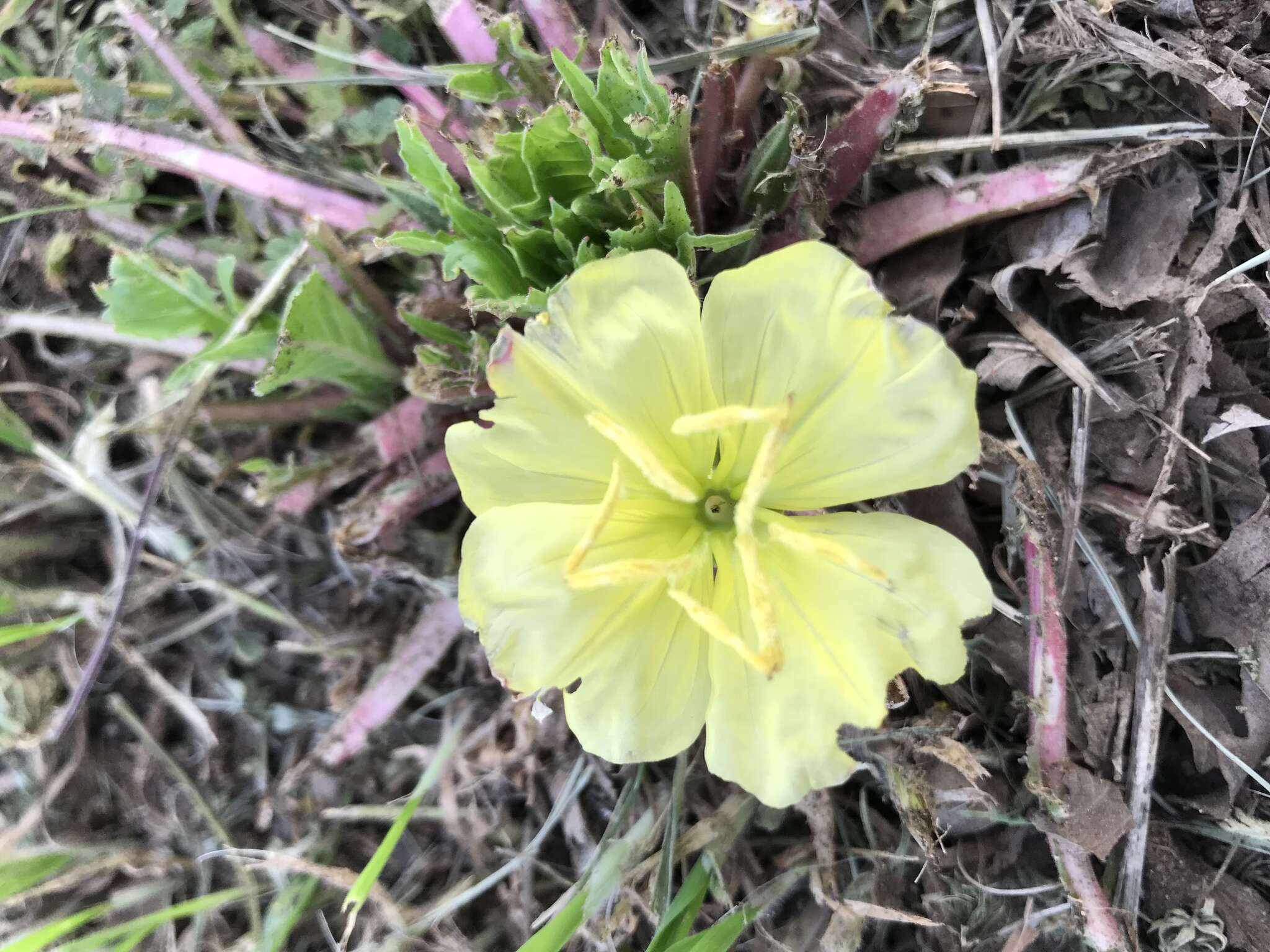 Image of Evening primrose