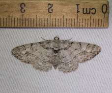 Image of Double-lined Gray Moth