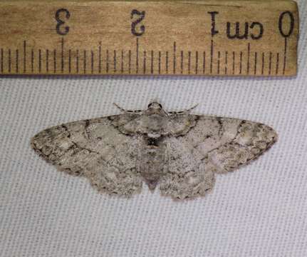 Image of Double-lined Gray Moth