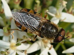 Image of Odontomyia ornata (Meigen 1822)