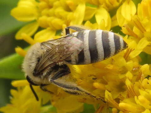 Imagem de Colletes speculiferus Cockerell 1927