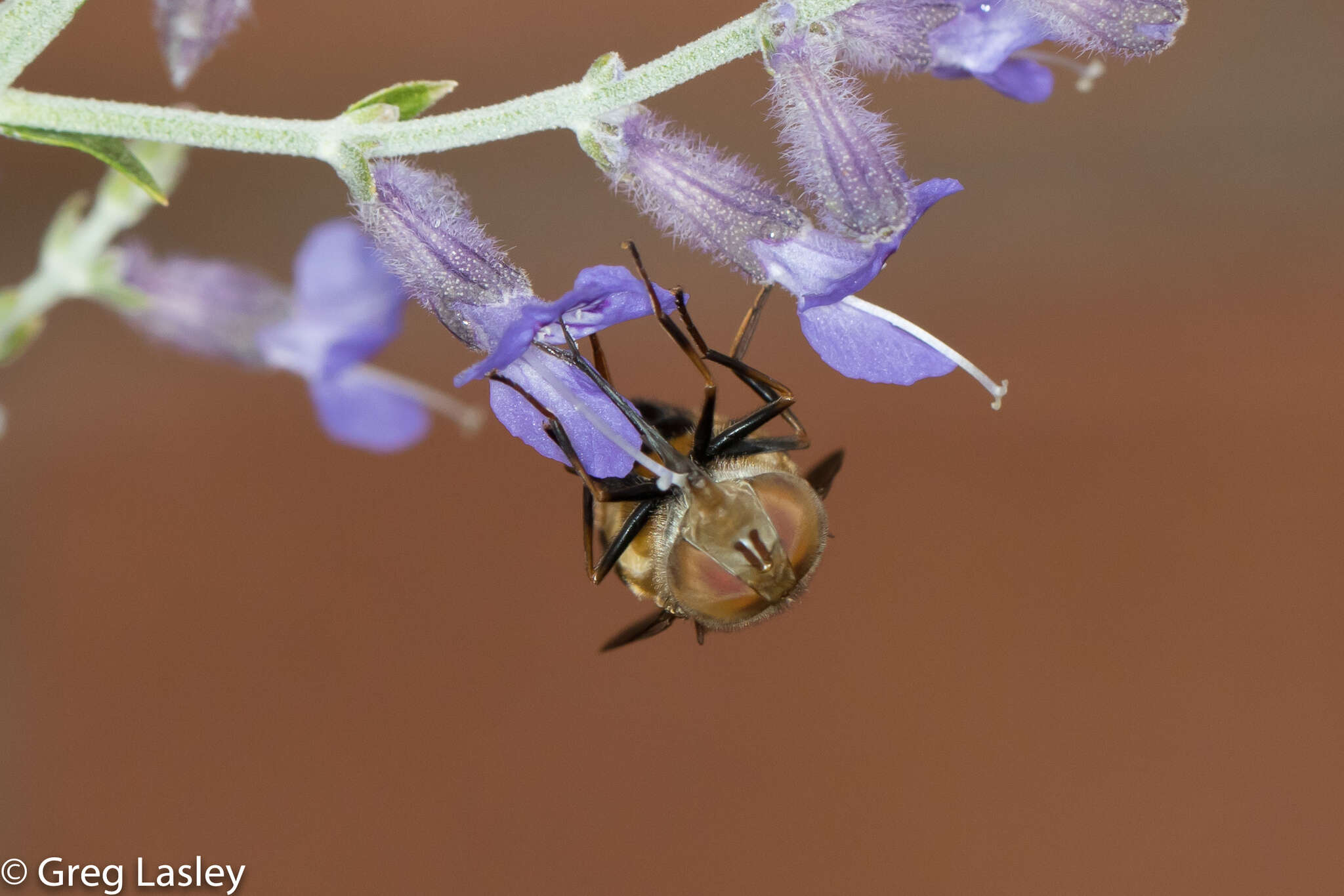 صورة Copestylum haagii (Jaennicke 1867)