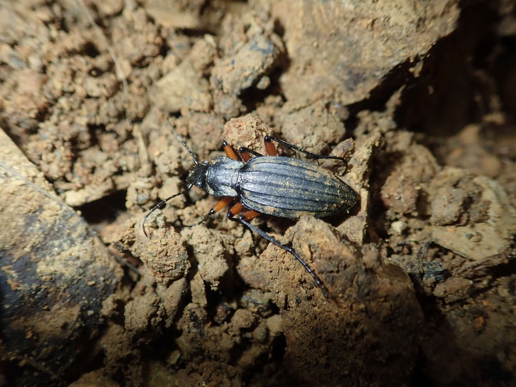 Carabus (Ctenocarabus) galicianus Gory 1839 resmi