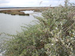 Image of saltbush