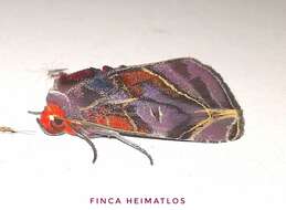 Image of Hemicephalis alesa Druce 1890