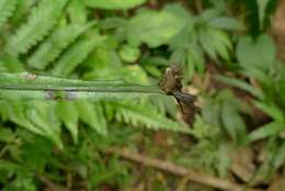 Image of Bolbitis lonchophora (Kunze) C. Chr.