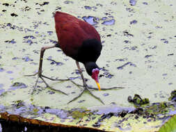 Image of Jacana jacana jacana (Linnaeus 1766)