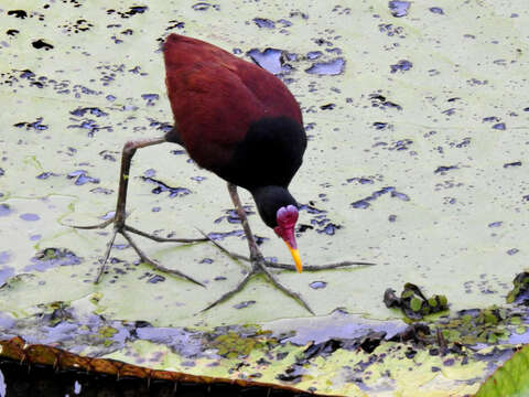 Image of Jacana jacana jacana (Linnaeus 1766)