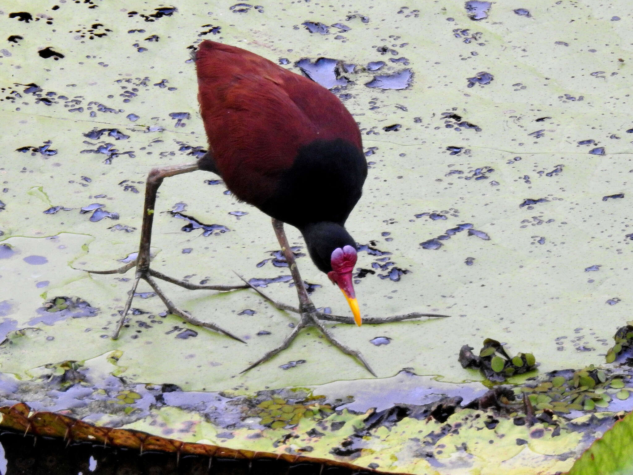 Sivun Jacana jacana jacana (Linnaeus 1766) kuva