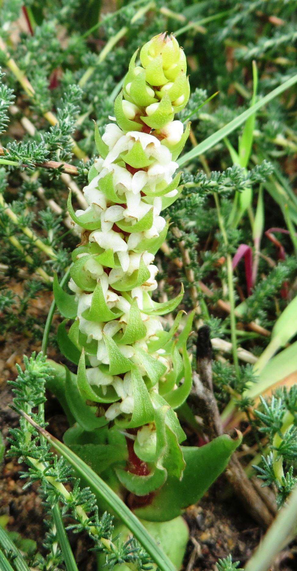 Image of Satyrium bicallosum Thunb.