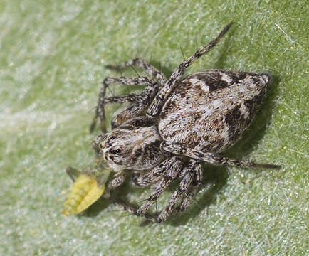 Image of Western Lynx Spider