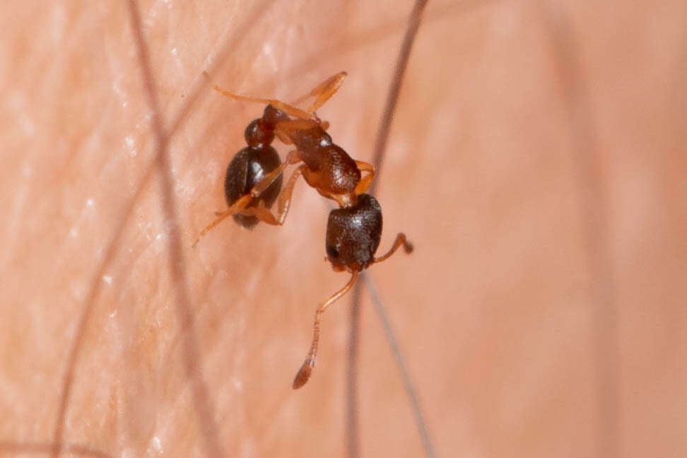 Image of Ant