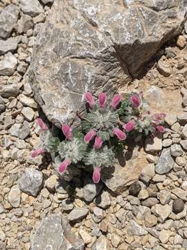 Image de Lamium eriocephalum Benth.