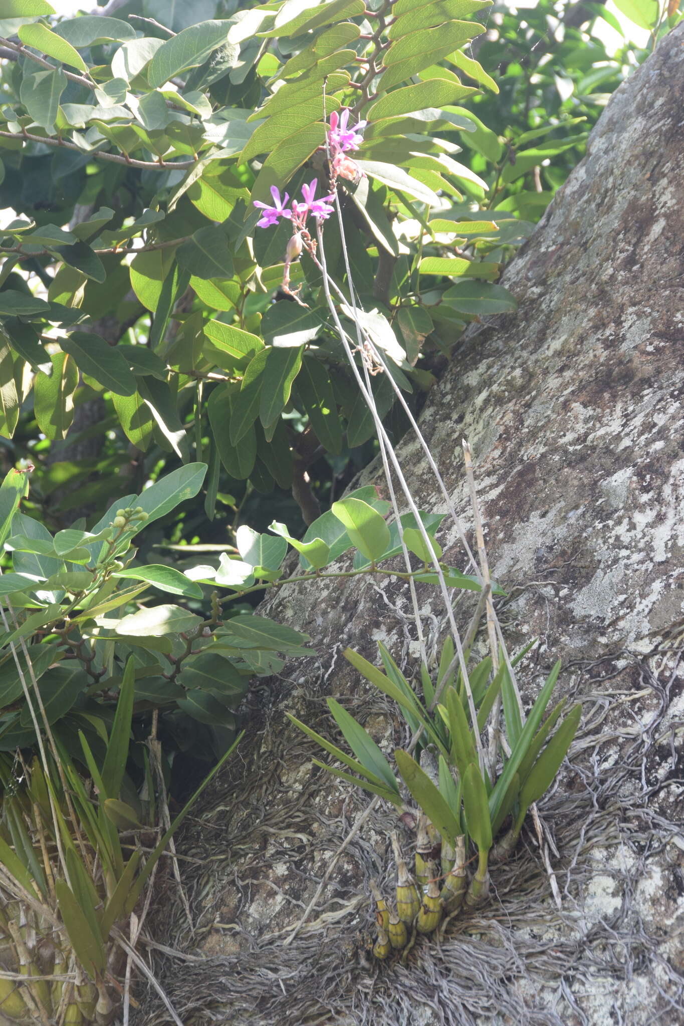 Image de Psychilis correllii Sauleda