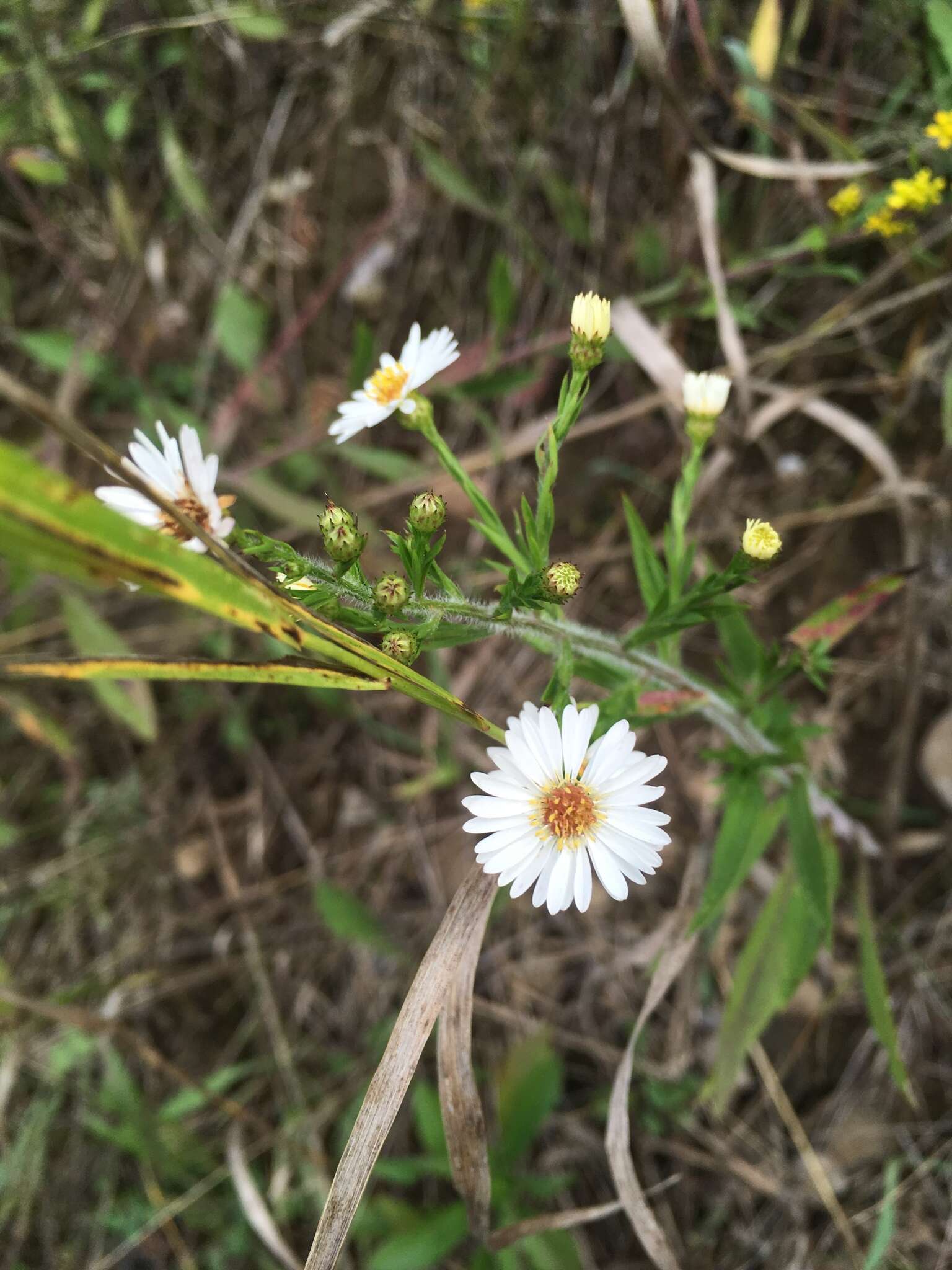 Image of <i>Symphyotrichum <i>pilosum</i></i> var. pilosum