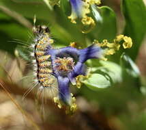 Image of Ferraria uncinata Sweet