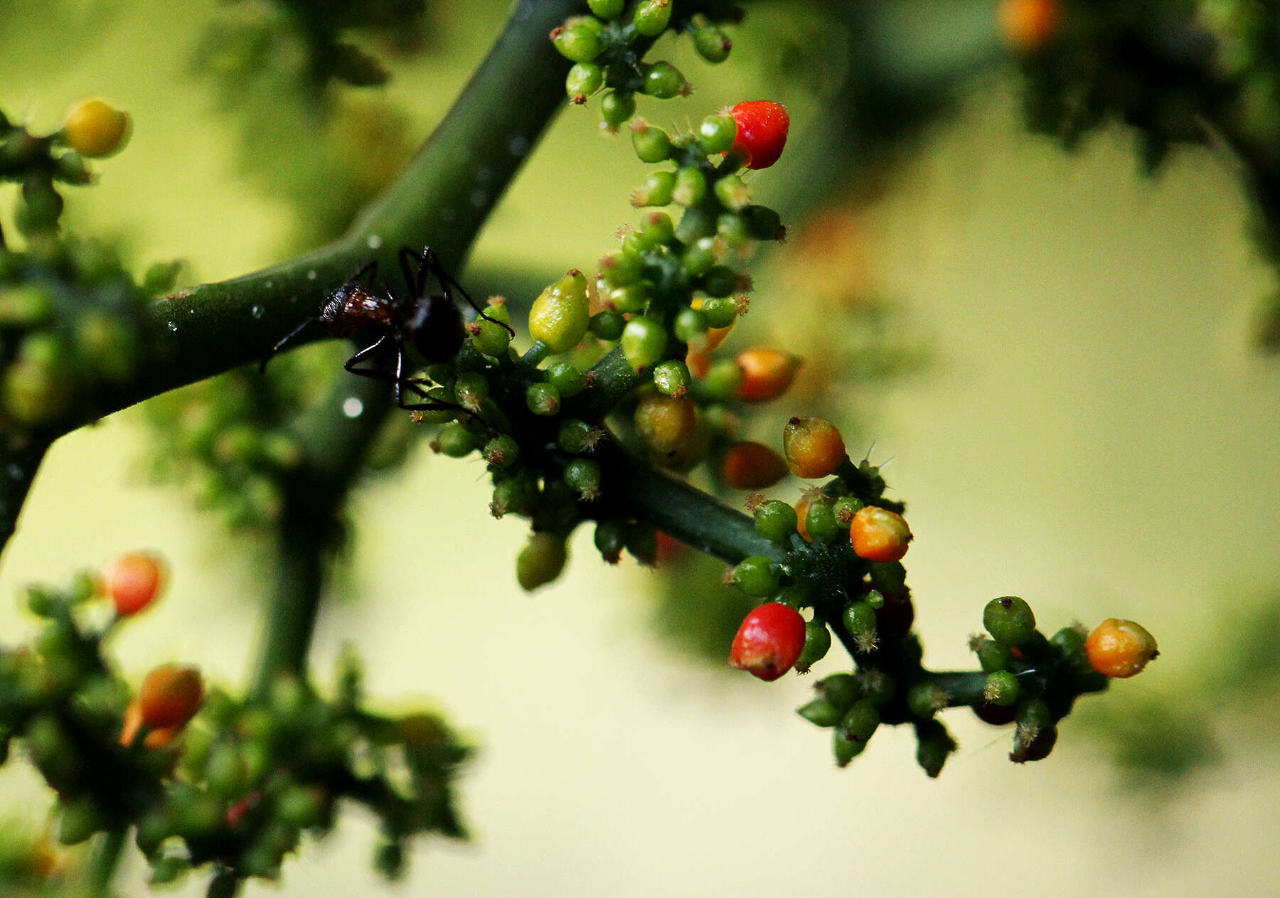 Image of Scepocarpus trinervis (Hochst.) T. Wells & A. K. Monro