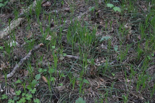 Image of Carex pilosa Scop.