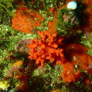 Image of Valdivian Soft-Coral