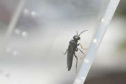 Image of Pine false webworm