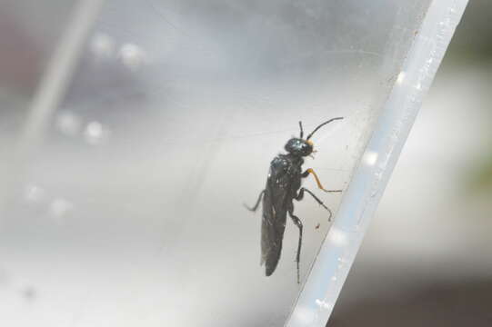 Image of Pine false webworm