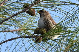 Image of Acanthis flammea rostrata (Coues 1861)