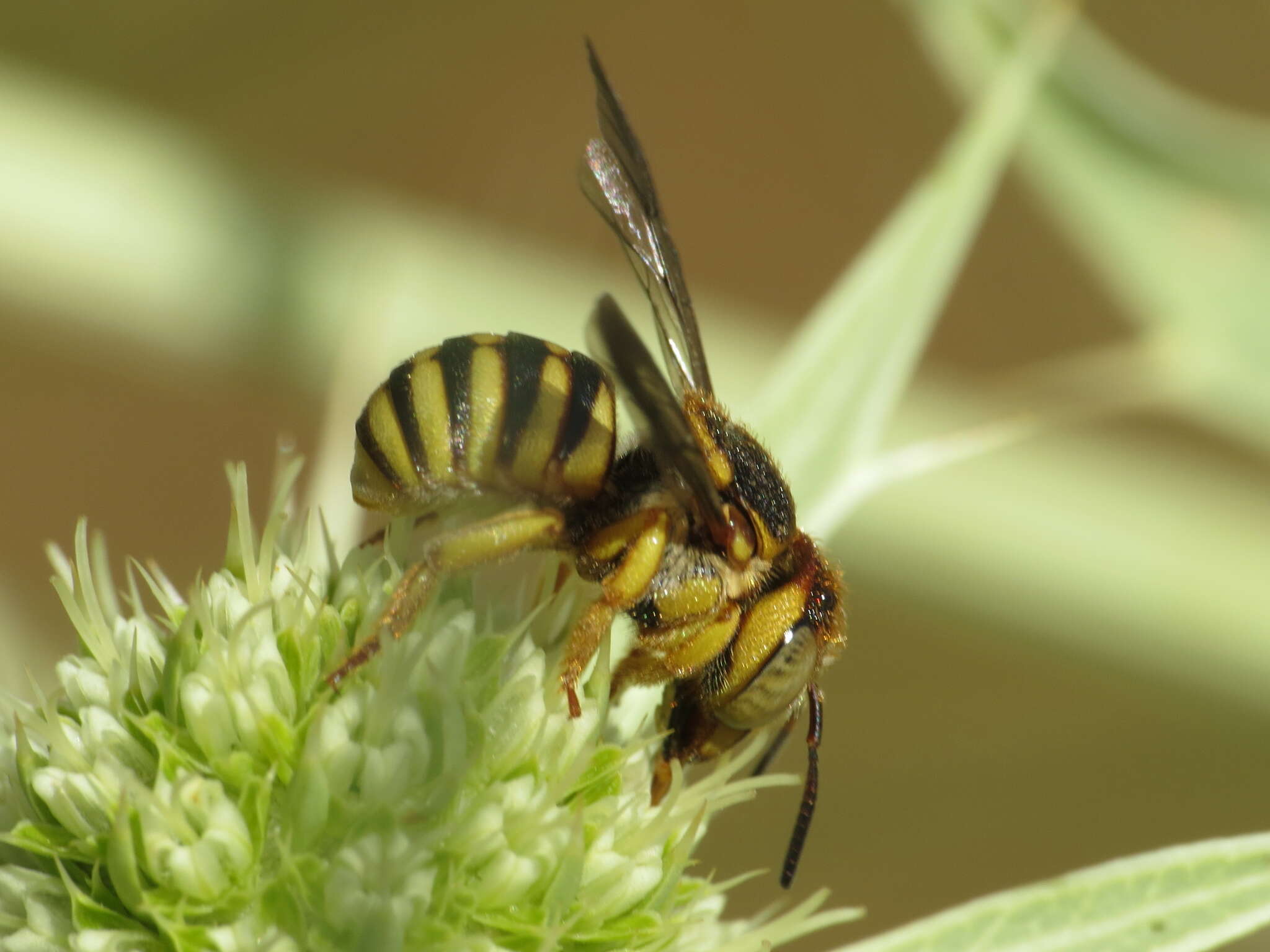 Image of Icteranthidium grohmanni (Spinola 1838)