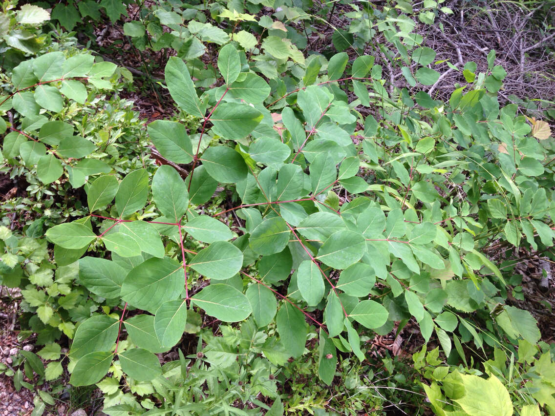 Image of flytrap dogbane