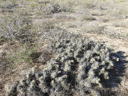 Image of Corynopuntia invicta (Brandegee) F. M. Knuth