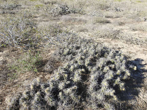 Corynopuntia invicta (Brandegee) F. M. Knuth resmi