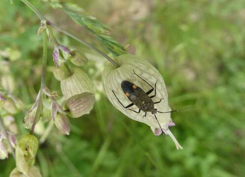 Imagem de Closterotomus cinctipes (A. Costa 1853)