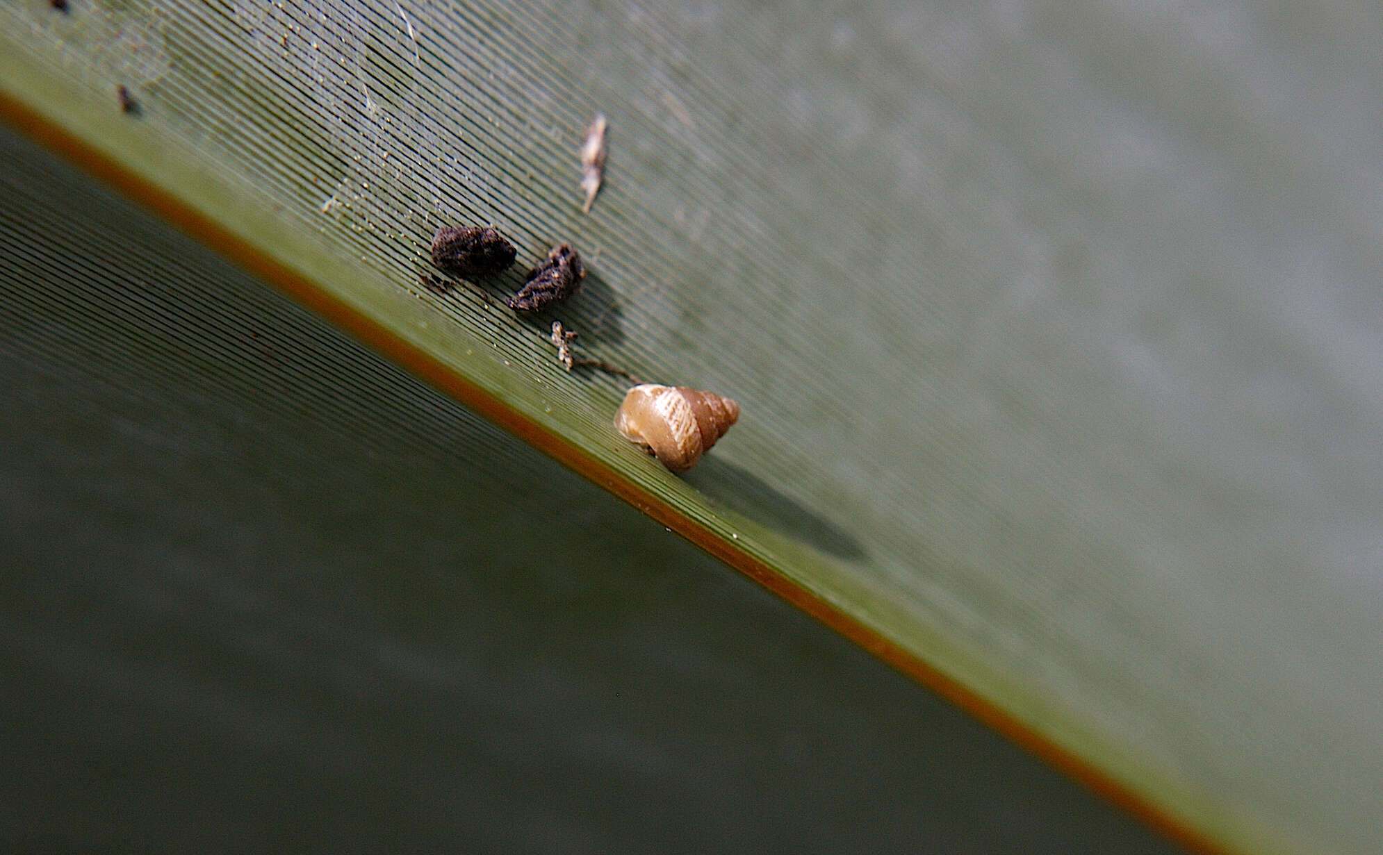 Image of Potbellied helicellid