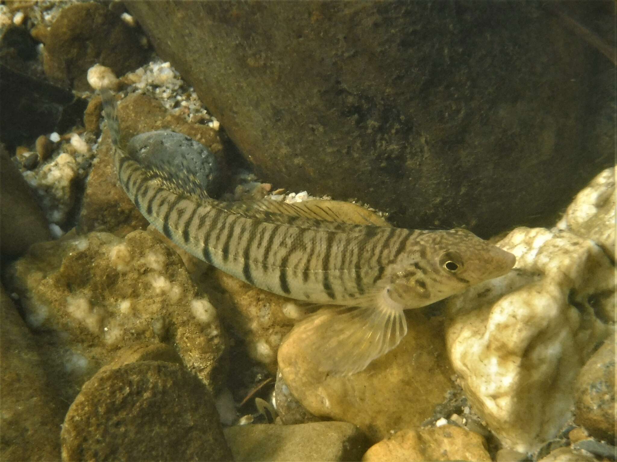 Image of Conasauga Logperch