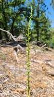 Imagem de Platanthera colemanii (Rand. Morgan & Glic.) R. M. Bateman