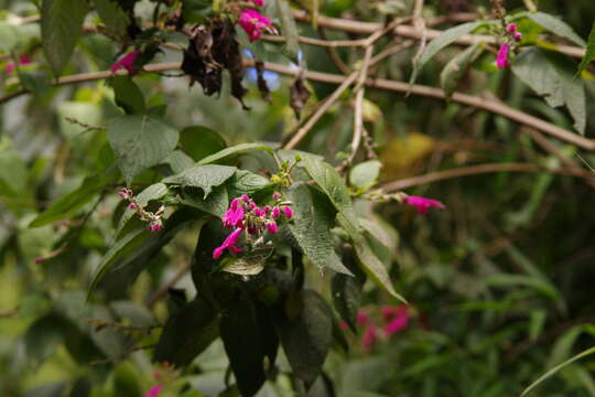 Image of Salvia tortuosa Kunth