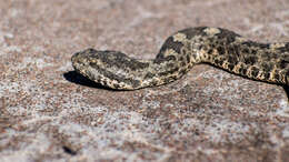 Image of Querétaro dusky rattlesnake