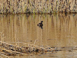 Image of Pied-billed Grebe