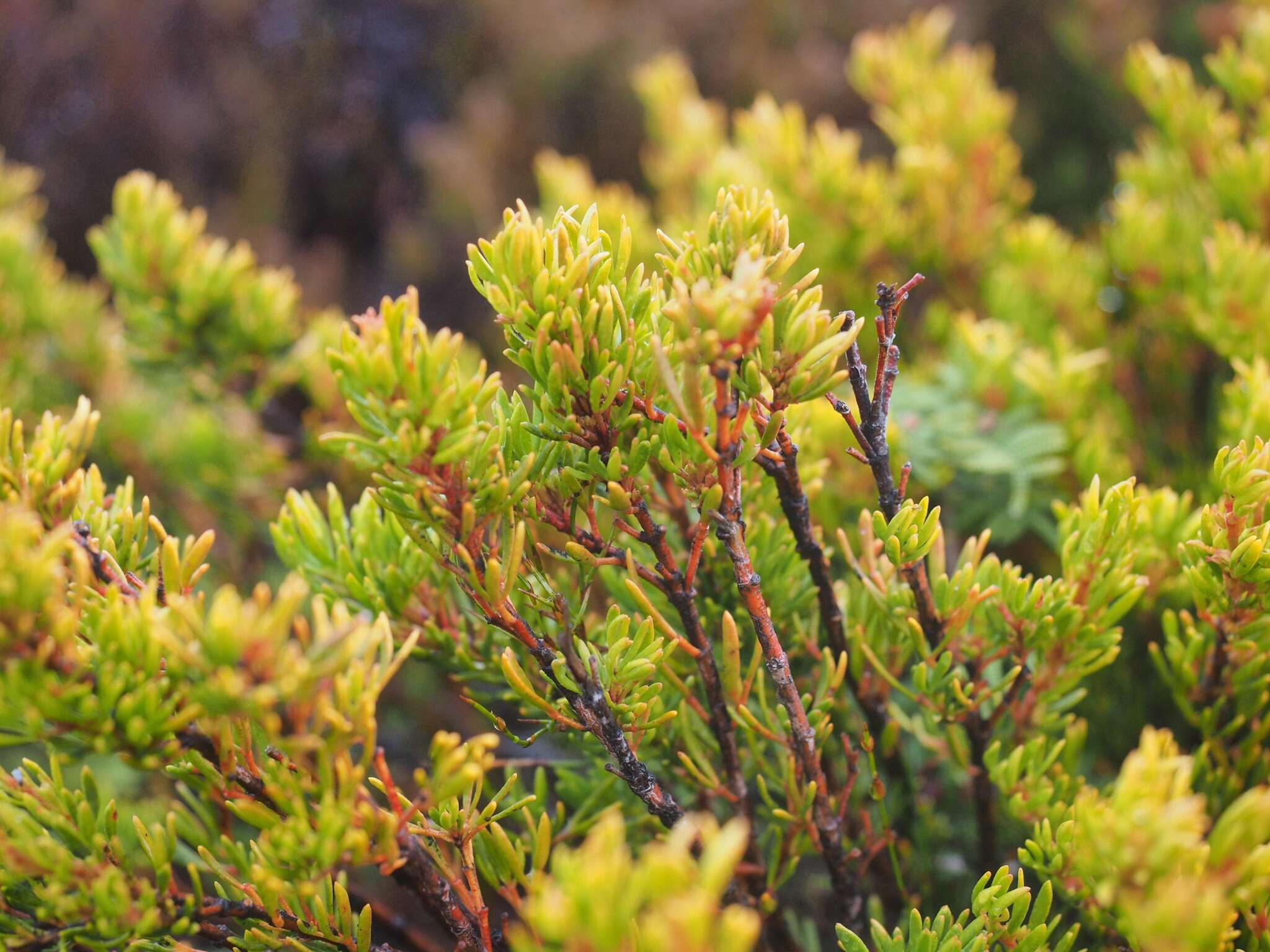 Image of Boronia citriodora subsp. citriodora