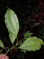 Image of Miconia tonduzii Cogn.